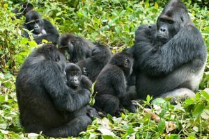 Can technology play a role in improving gorilla rescue and monitoring efforts?