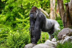 How can I get involved in gorilla rescue initiatives?