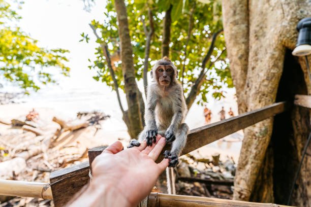 What are the main threats that necessitate monkey rescues?