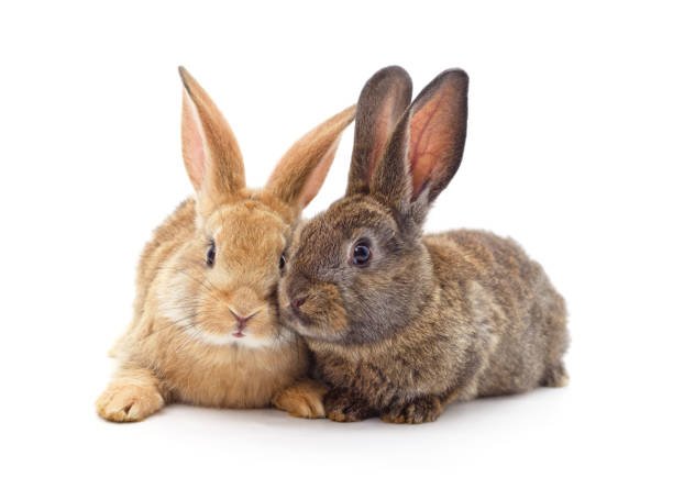 What are the common health issues faced by rescued rabbits and how can they be prevented?