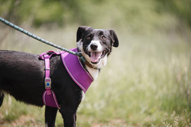 What is the most wanted pet in the world?