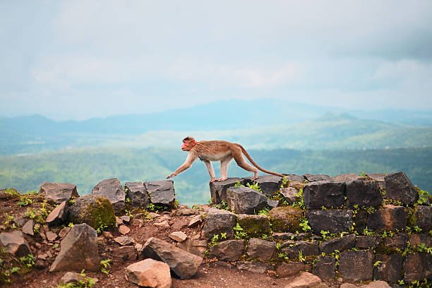 Why do some monkeys require specialized care after rescue?